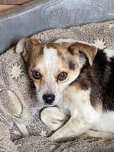 PANJA, Hund, Mischlingshund in Italien - Bild 1