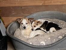 PANJA, Hund, Mischlingshund in Italien - Bild 10