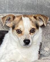 PANJA, Hund, Mischlingshund in Italien - Bild 11