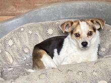 PANJA, Hund, Mischlingshund in Italien - Bild 2