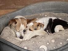 PANJA, Hund, Mischlingshund in Italien - Bild 3