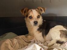 PANJA, Hund, Mischlingshund in Italien - Bild 4