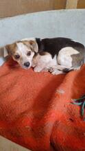 PANJA, Hund, Mischlingshund in Italien - Bild 5