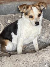 PANJA, Hund, Mischlingshund in Italien - Bild 6