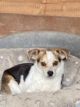 PANJA, Hund, Mischlingshund in Italien - Bild 7