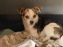 PANJA, Hund, Mischlingshund in Italien - Bild 8