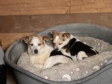 PANJA, Hund, Mischlingshund in Italien - Bild 9