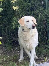 PATTY, Hund, Mischlingshund in Italien - Bild 1