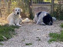 PATTY, Hund, Mischlingshund in Italien - Bild 10