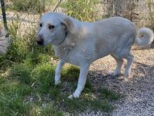 PATTY, Hund, Mischlingshund in Italien - Bild 12