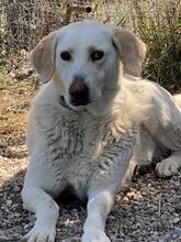 PATTY, Hund, Mischlingshund in Italien - Bild 2