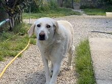 PATTY, Hund, Mischlingshund in Italien - Bild 3