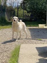 PATTY, Hund, Mischlingshund in Italien - Bild 4