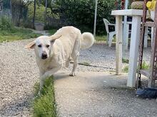 PATTY, Hund, Mischlingshund in Italien - Bild 5