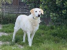 PATTY, Hund, Mischlingshund in Italien - Bild 6