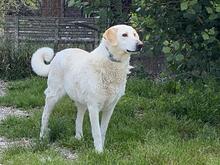 PATTY, Hund, Mischlingshund in Italien - Bild 7