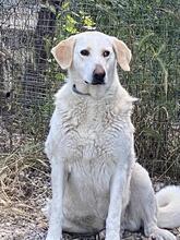 PATTY, Hund, Mischlingshund in Italien - Bild 9