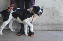 LYRIKOS, Hund, Mischlingshund in Italien - Bild 3