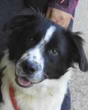 LYRIKOS, Hund, Mischlingshund in Italien - Bild 4