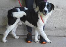 LYRIKOS, Hund, Mischlingshund in Italien - Bild 5