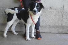 LYRIKOS, Hund, Mischlingshund in Italien - Bild 6