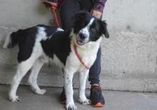 LYRIKOS, Hund, Mischlingshund in Italien - Bild 7