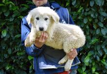 LEORELLA, Hund, Maremmano-Mix in Italien - Bild 1