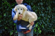 LEORELLA, Hund, Maremmano-Mix in Italien - Bild 10