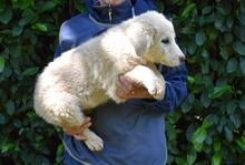 LEORELLA, Hund, Maremmano-Mix in Italien - Bild 2