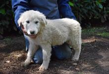 LEORELLA, Hund, Maremmano-Mix in Italien - Bild 3