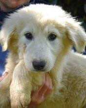 LEORELLA, Hund, Maremmano-Mix in Italien - Bild 4