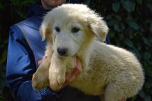 LEORELLA, Hund, Maremmano-Mix in Italien - Bild 5