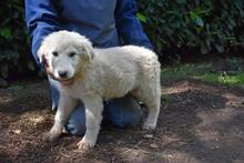 LEORELLA, Hund, Maremmano-Mix in Italien - Bild 6