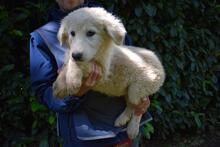 LEORELLA, Hund, Maremmano-Mix in Italien - Bild 7