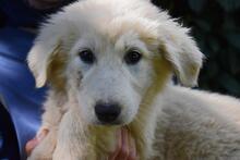 LEORELLA, Hund, Maremmano-Mix in Italien - Bild 8