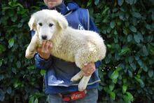 LEORELLA, Hund, Maremmano-Mix in Italien - Bild 9