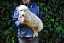 LEONTINA, Hund, Maremmano-Mix in Italien - Bild 1