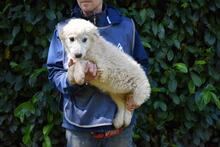 LEONTINA, Hund, Maremmano-Mix in Italien - Bild 10