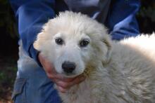 LEONTINA, Hund, Maremmano-Mix in Italien - Bild 11