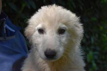 LEONTINA, Hund, Maremmano-Mix in Italien - Bild 12