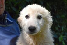 LEONTINA, Hund, Maremmano-Mix in Italien - Bild 13
