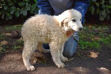 LEONTINA, Hund, Maremmano-Mix in Italien - Bild 2
