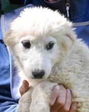 LEONTINA, Hund, Maremmano-Mix in Italien - Bild 3