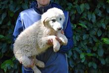 LEONTINA, Hund, Maremmano-Mix in Italien - Bild 4