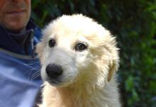 LEONTINA, Hund, Maremmano-Mix in Italien - Bild 5