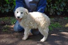 LEONTINA, Hund, Maremmano-Mix in Italien - Bild 6