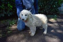 LEONTINA, Hund, Maremmano-Mix in Italien - Bild 7