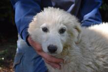LEONTINA, Hund, Maremmano-Mix in Italien - Bild 8