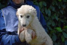 LEONTINA, Hund, Maremmano-Mix in Italien - Bild 9