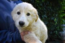LEISA, Hund, Maremmano-Mix in Italien - Bild 1